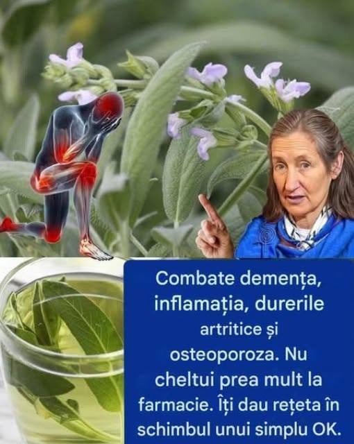 Salvie: o comoară botanică cu beneficii inestimabile pentru sănătate